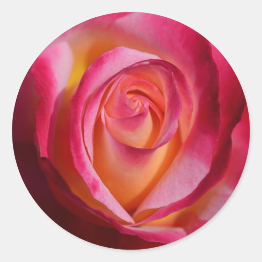 Roze en Rode Roos met Gele Hoogtepunten Ronde Sticker (Voorkant)