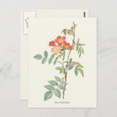  roze en rode rozen botanische afdrukken briefkaart (Voorkant / Achterkant)
