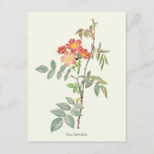 roze en rode rozen botanische afdrukken briefkaart
