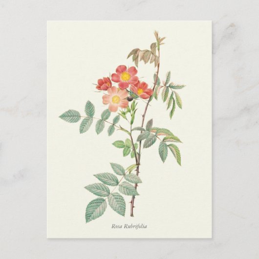  roze en rode rozen botanische afdrukken briefkaart (Voorkant)