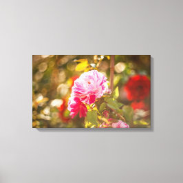 Roze en rode rozen canvas afdruk