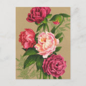 Roze en rode rozen schilderen briefkaart (Voorkant)