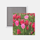 Roze en rode tulpen magneet (Voorkant / Achterkant)