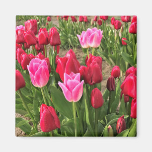 Roze en rode tulpen magneet