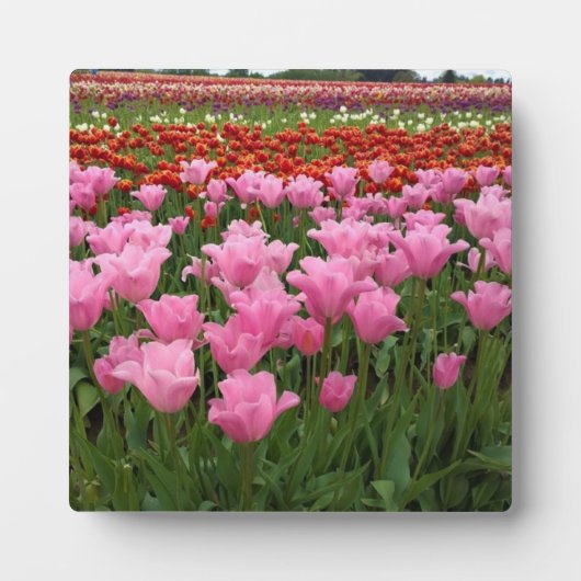 Roze en rode Tulpen, Oregon Fotoplaat (Voorkant)