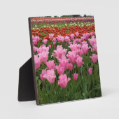 Roze en rode Tulpen, Oregon Fotoplaat (Voorkant)