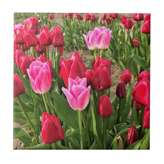 Roze en rode tulpen tegeltje (Voorkant)