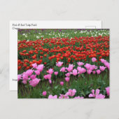 Roze en rood Tulp Field, Oregon Briefkaart (Voorkant / Achterkant)