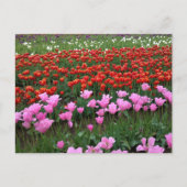 Roze en rood Tulp Field, Oregon Briefkaart (Voorkant)