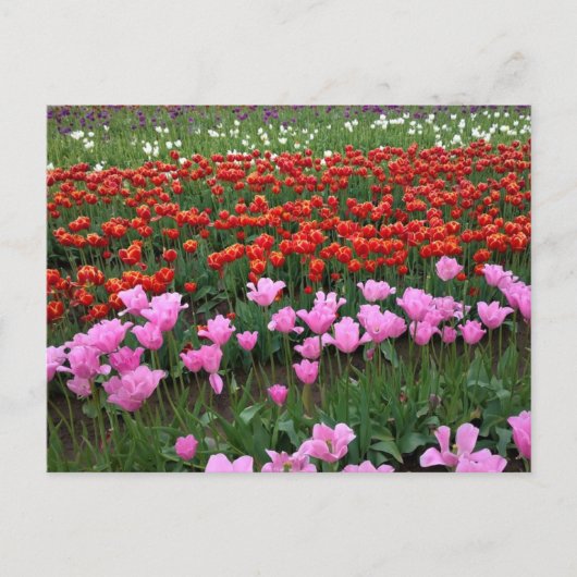 Roze en rood Tulp Field, Oregon Briefkaart (Voorkant)