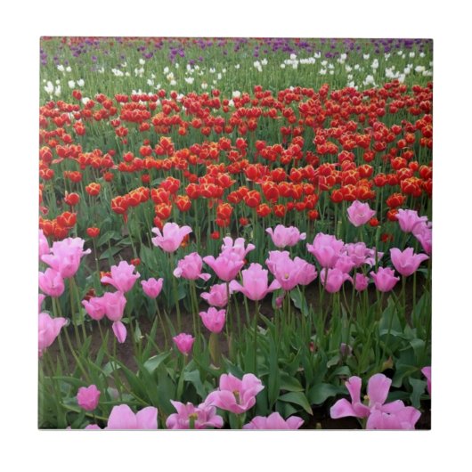 Roze en rood Tulp Field, Oregon Tegeltje (Voorkant)