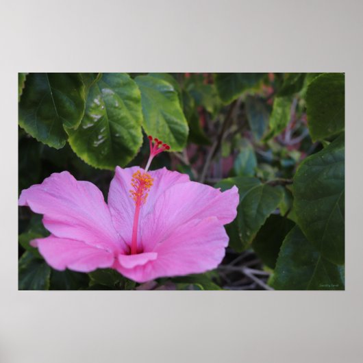 Roze en Trots Poster (Voorkant)