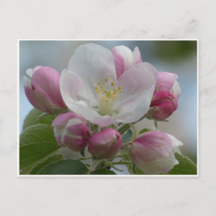 Roze en White Apple Blossom Photo Briefkaart