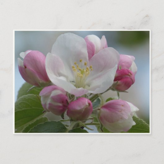 Roze en White Apple Blossom Photo Briefkaart (Voorkant)