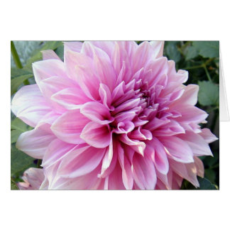Roze en White Dahlia