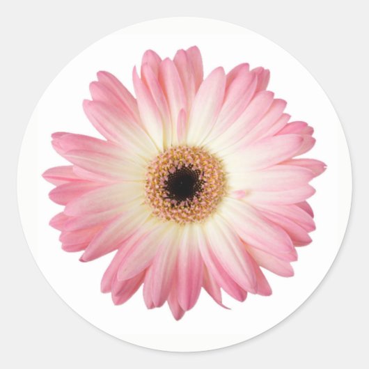 Roze en Wit Fotografische Gerbera Daisy Flower Ronde Sticker (Voorkant)