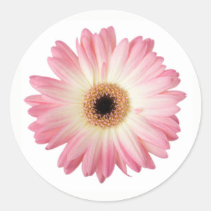 Roze en Wit Fotografische Gerbera Daisy Flower Ronde Sticker