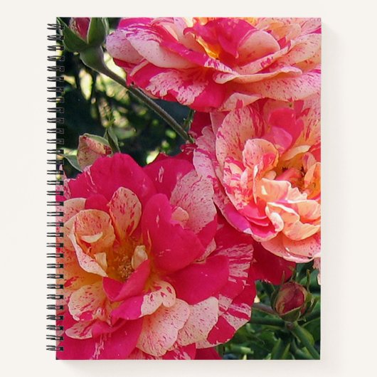 Roze en wit Gestreepte Rozen Bloemenkunst Notitieboek (Voorkant)