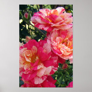 Roze en wit Gestreepte Rozen Floral Art Poster