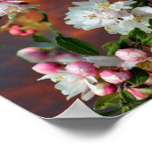 Roze en witte appel bloeit ochtendhemel poster (Hoek)