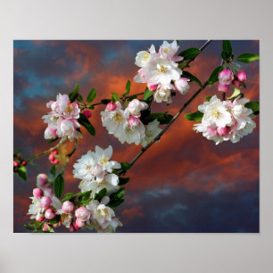 Roze en witte appel bloeit ochtendhemel poster