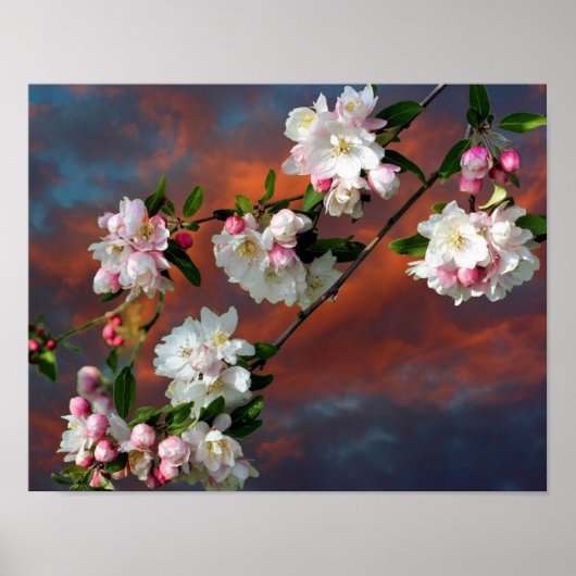Roze en witte appel bloeit ochtendhemel poster (Voorkant)