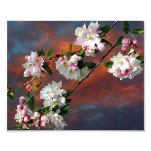 Roze en witte appelbloesems Morning Sky 8x10 Foto Afdruk