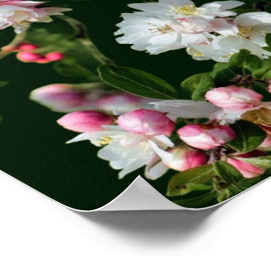 Roze en witte appelbloesems poster (Hoek)