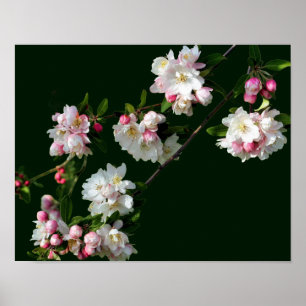 Roze en witte appelbloesems poster