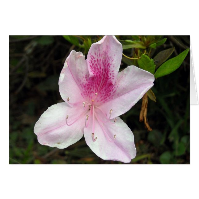 Roze en witte Azalea (Voorkant Horizontaal)