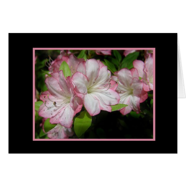 Roze en witte Azalea Kaart (Voorkant Horizontaal)