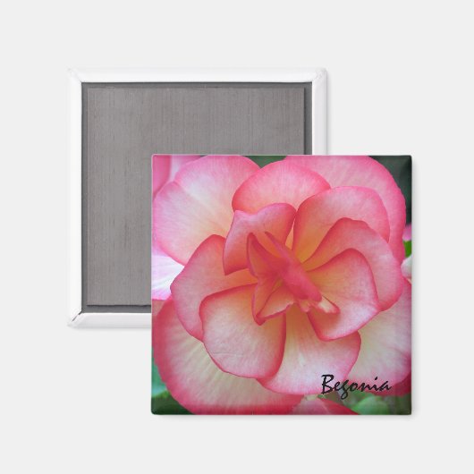 Roze en Witte Begonia Magneet (Voorkant / Achterkant)