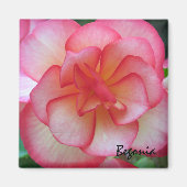 Roze en Witte Begonia Magneet (Voorkant)