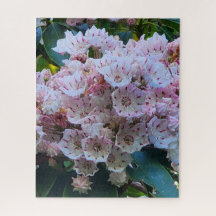 Roze en witte bergLaurel Flowers