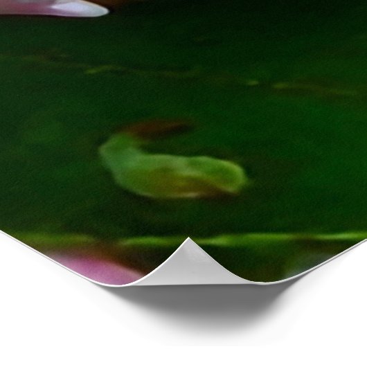 Roze en witte bergLaurel Flowers Poster (Hoek)