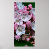 Roze en witte bergLaurel Flowers Poster (Voorkant)