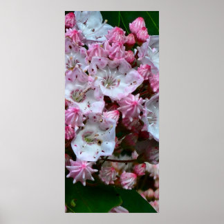 Roze en witte bergLaurel Flowers Poster