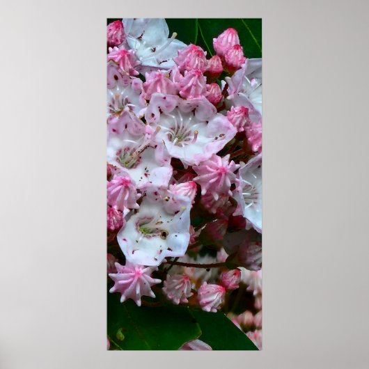 Roze en witte bergLaurel Flowers Poster (Voorkant)