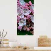 Roze en witte bergLaurel Flowers Poster (Keuken)
