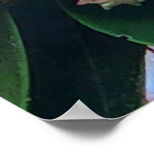 Roze en witte bergLaurel Flowers Poster (Hoek)