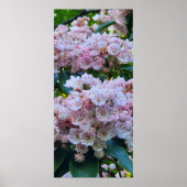 Roze en witte bergLaurel Flowers Poster (Voorkant)