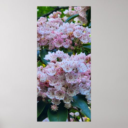 Roze en witte bergLaurel Flowers Poster (Voorkant)