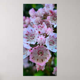 Roze en witte bergLaurel Flowers Poster