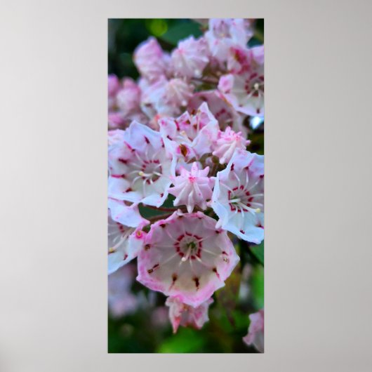 Roze en witte bergLaurel Flowers Poster (Voorkant)