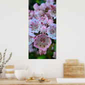 Roze en witte bergLaurel Flowers Poster (Keuken)