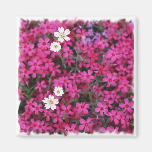 Roze en Witte Bloemen Magnet
