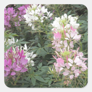 Roze en witte bloemen vierkante sticker