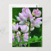 Roze en witte bloemknoppen briefkaart (Voorkant / Achterkant)