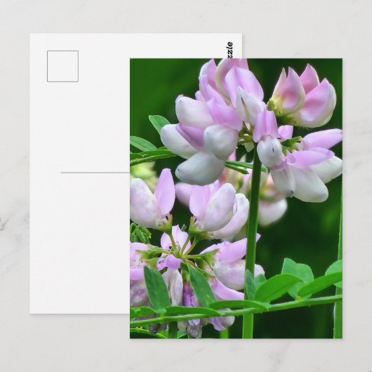 Roze en witte bloemknoppen briefkaart (Voorkant / Achterkant)