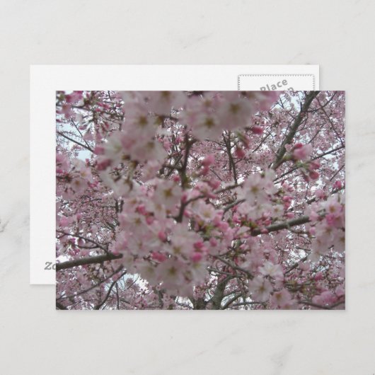 roze en witte bloemknoppen briefkaart (Voorkant / Achterkant)